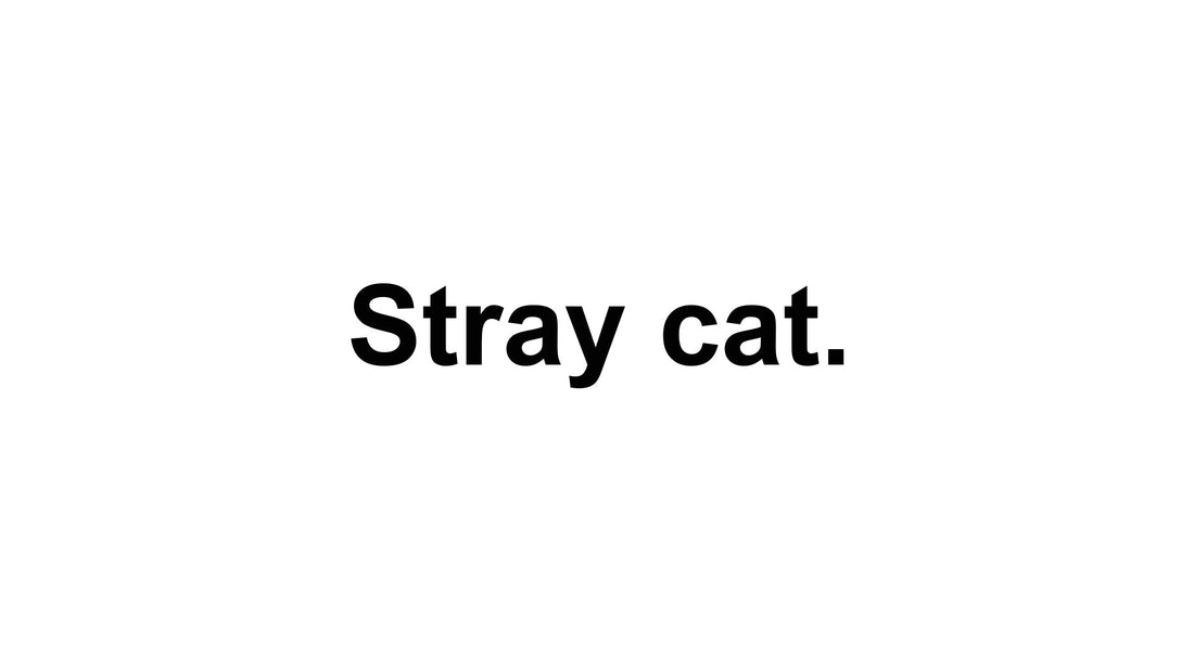 Stray cat